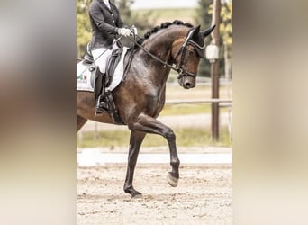 Hanoverian, Mare, 6 years, 16,2 hh, Brown