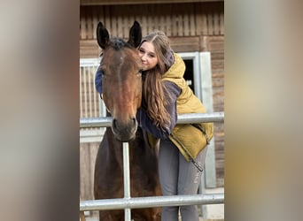 Hanoverian, Mare, 6 years, 16,2 hh, Brown