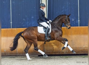 Hanoverian, Mare, 6 years, 16.2 hh, Brown