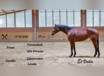 Hanoverian, Mare, 6 years, 16.2 hh, Brown