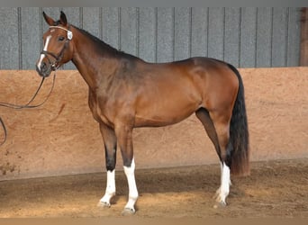 Hanoverian, Mare, 6 years, 16.2 hh, Brown