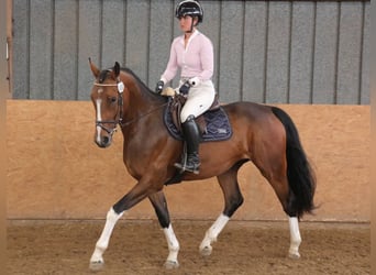 Hanoverian, Mare, 6 years, 16.2 hh, Brown