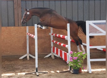 Hanoverian, Mare, 6 years, 16.2 hh, Brown
