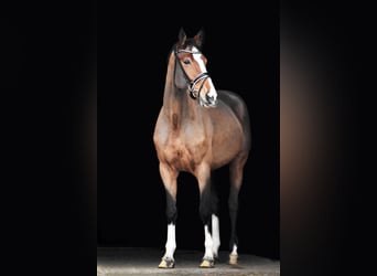 Hanoverian, Mare, 6 years, 16,2 hh, Brown