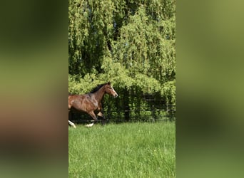 Hanoverian, Mare, 6 years, 16.2 hh, Brown