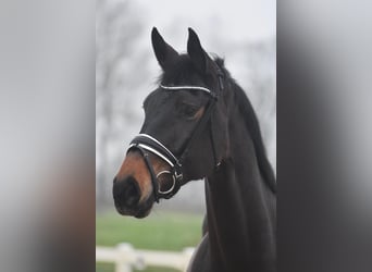 Hanoverian, Mare, 6 years, 16,2 hh, Brown