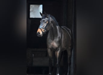 Hanoverian, Mare, 6 years, 16,2 hh, Brown