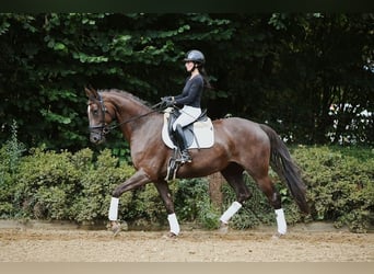 Hanoverian, Mare, 6 years, 16.2 hh, Chestnut