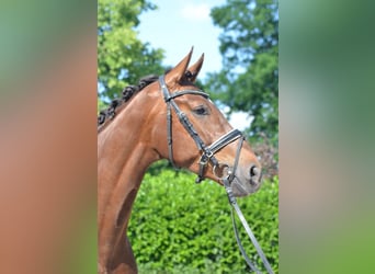 Hanoverian, Mare, 6 years, 16,2 hh, Chestnut