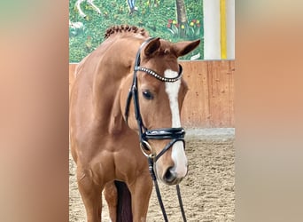 Hanoverian, Mare, 6 years, 16.2 hh, Chestnut-Red