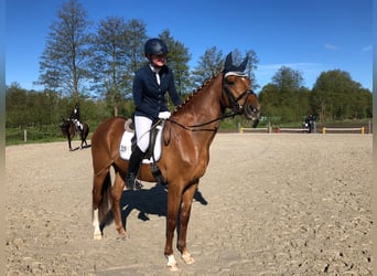 Hanoverian, Mare, 6 years, 16.2 hh, Chestnut-Red