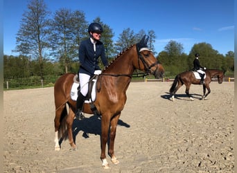 Hanoverian, Mare, 6 years, 16.2 hh, Chestnut-Red