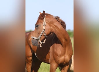 Hanoverian, Mare, 6 years, 16,2 hh, Chestnut-Red