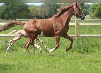 Hanoverian, Mare, 6 years, 16,2 hh, Chestnut-Red