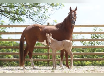 Hanoverian, Mare, 6 years, 16,2 hh, Chestnut-Red