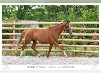 Hanoverian, Mare, 6 years, 16,2 hh, Chestnut-Red