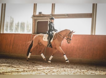 Hanoverian, Mare, 6 years, 16.2 hh, Chestnut-Red