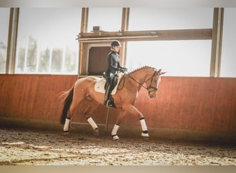 Hanoverian, Mare, 6 years, 16.2 hh, Chestnut-Red