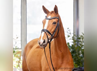 Hanoverian, Mare, 6 years, 16,2 hh, Chestnut-Red