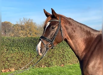 Hanoverian, Mare, 6 years, 16.2 hh, Chestnut-Red