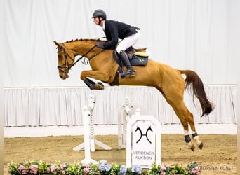 Hanoverian, Mare, 6 years, 16,2 hh, Chestnut-Red