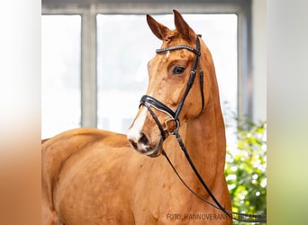 Hanoverian, Mare, 6 years, 16,2 hh, Chestnut-Red