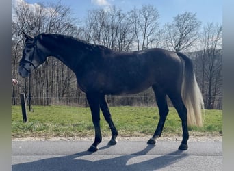 Hanoverian, Mare, 6 years, 16,2 hh, Gray