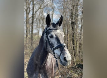 Hanoverian, Mare, 6 years, 16,2 hh, Gray