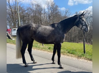 Hanoverian, Mare, 6 years, 16,2 hh, Gray