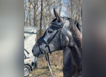 Hanoverian, Mare, 6 years, 16,2 hh, Gray