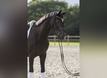 Hanoverian, Mare, 6 years, 16.2 hh, Smoky-Black