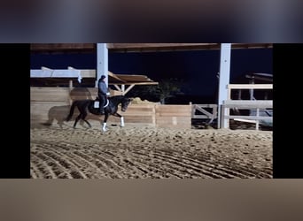 Hanoverian, Mare, 6 years, 16.3 hh, Bay-Dark