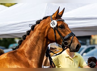 Hanoverian, Mare, 6 years, 16.3 hh, Bay-Dark