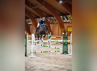 Hanoverian, Mare, 6 years, 16,3 hh, Bay