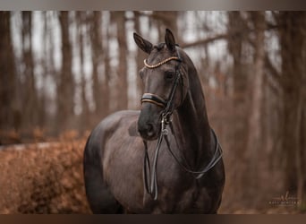 Hanoverian, Mare, 6 years, 16,3 hh, Black