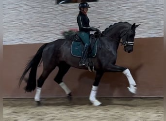 Hanoverian, Mare, 6 years, 16,3 hh, Black