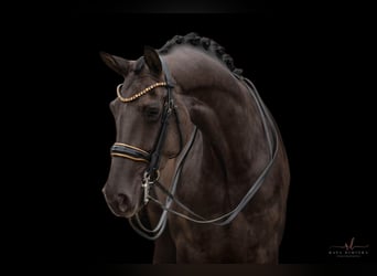 Hanoverian, Mare, 6 years, 16,3 hh, Black