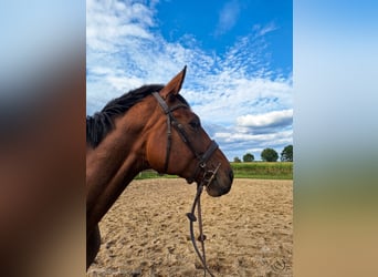Hanoverian, Mare, 6 years, 16.3 hh, Brown