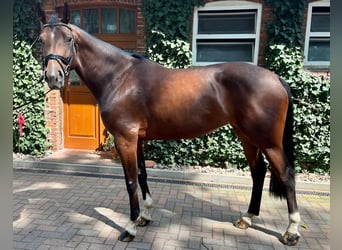 Hanoverian, Mare, 6 years, 16.3 hh, Brown