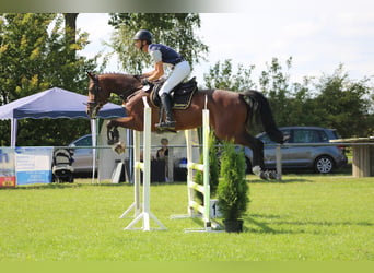 Hanoverian, Mare, 6 years, 16.3 hh, Brown