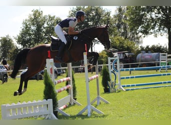 Hanoverian, Mare, 6 years, 16.3 hh, Brown