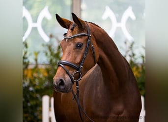 Hanoverian, Mare, 6 years, 16,3 hh, Brown