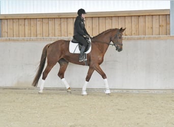 Hanoverian, Mare, 6 years, 16.3 hh, Chestnut-Red