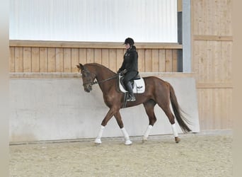 Hanoverian, Mare, 6 years, 16.3 hh, Chestnut-Red