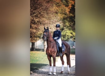 Hanoverian, Mare, 6 years, 16,3 hh, Chestnut-Red