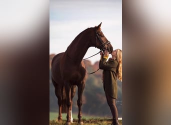 Hanoverian, Mare, 6 years, 16,3 hh, Chestnut-Red