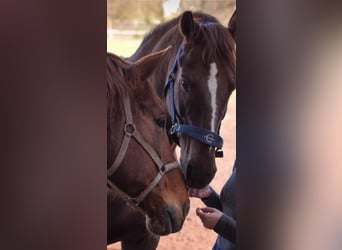 Hanoverian, Mare, 6 years, 16,3 hh, Chestnut-Red