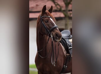 Hanoverian, Mare, 6 years, 16,3 hh, Chestnut-Red