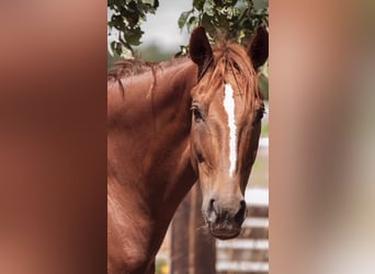 Hanoverian, Mare, 6 years, 16,3 hh, Chestnut-Red