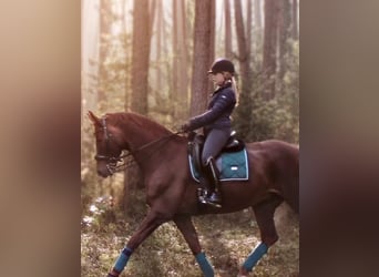 Hanoverian, Mare, 6 years, 16,3 hh, Chestnut-Red